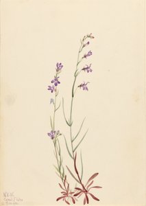Bäcklobelia (Lobelia kalmii) av Mary Vaux Walcott