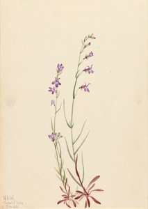 Brook Lobelia Lobelia kalmii, 1923. av Mary Vaux Walcott