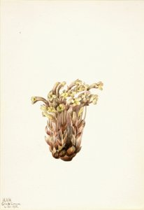 Kvastkrassing (Orobanche fasciculata) av Mary Vaux Walcott