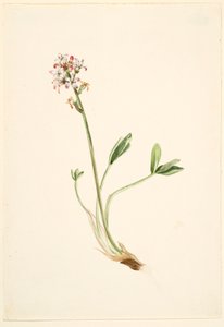 Bokböna (Menyanthes trifoliata) av Mary Vaux Walcott