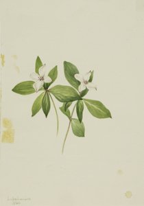 Bunchberry (Cornus canadensis) av Mary Vaux Walcott