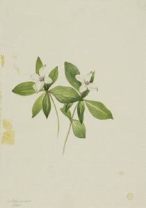 Bunchberry Horn of Canada, 1902. av Mary Vaux Walcott