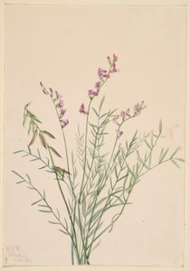 Burgess mjölkkrasse (Astragalus bourgovii) av Mary Vaux Walcott