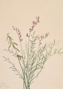 Burgess Milkvetch Astragalus bourgovii, 1922. av Mary Vaux Walcott