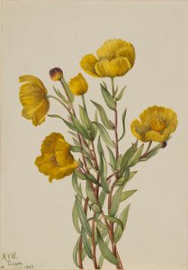 Buskvallmo (Dendromecon rigidum) av Mary Vaux Walcott