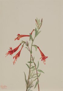 Kalifornien Fuschia Zauschneria californica, 1936. av Mary Vaux Walcott