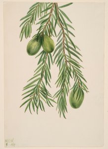 Kalifornisk muskotnöt (Tumion californicum)