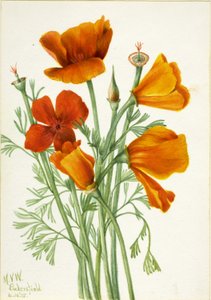 Kalifornisk vallmo (Eschscholtzia californica) av Mary Vaux Walcott
