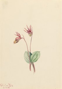 Calypso (Cytherea bulbosa) av Mary Vaux Walcott