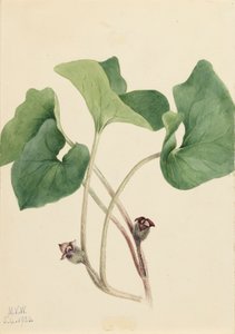 Canada Wild Ginger Asarum canadense, 1920. av Mary Vaux Walcott