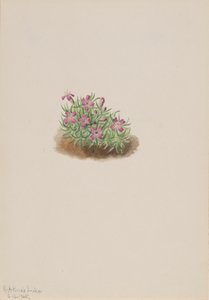 Matta Rosa Silene acaulis, 1905. av Mary Vaux Walcott