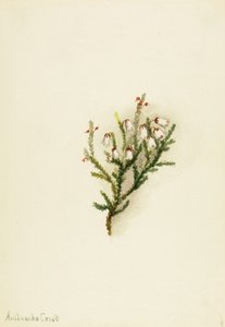 Cassiope (Cassiope mertensiana) av Mary Vaux Walcott