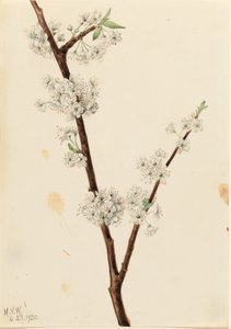 Chickasaw-plommon (Prunus angustifolia) av Mary Vaux Walcott