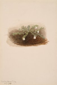 Chiogenes hispidula, 1904. av Mary Vaux Walcott