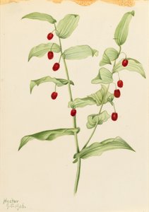Streptopus amplexifolius (klamrande tvinnad stjälk) av Mary Vaux Walcott