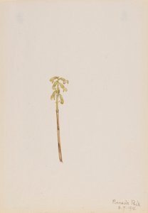 Corathorhiza corallorhiza av Mary Vaux Walcott