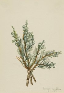 Krypande Juniper Juniperus horizontalis, 1918. av Mary Vaux Walcott