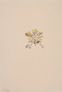 Eleganta crepes, 1904. av Mary Vaux Walcott