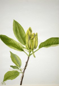 Gurkträd (Magnolia scuminata) av Mary Vaux Walcott