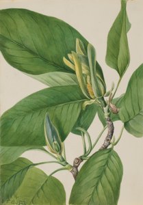 Gurkträd (Magnolia acuminata) av Mary Vaux Walcott