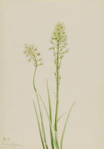 Dödskamander (Zygadenus venenosus) av Mary Vaux Walcott