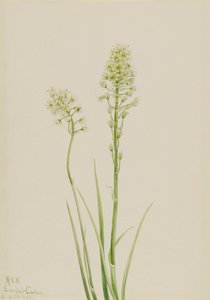 Död Camas Zygadenus venenosus, 1923. av Mary Vaux Walcott