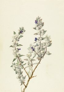Salvia från Death Valley (Salvia funerea) av Mary Vaux Walcott