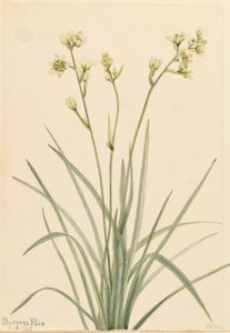 Dödscamas (Zygadenus elegans) av Mary Vaux Walcott