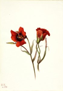 Ökenmariposa (Calochortus kennedyi) av Mary Vaux Walcott