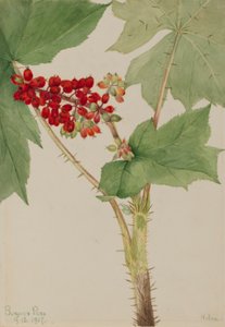 Djävulsklubba (Echinopanax horridum) av Mary Vaux Walcott