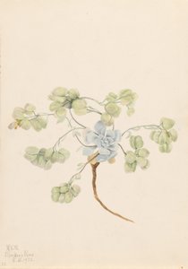Dubbel blåstång (Physaria didymocarpa) av Mary Vaux Walcott