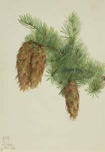Douglasgran Pseudotsuga mucronata, 1923. av Mary Vaux Walcott