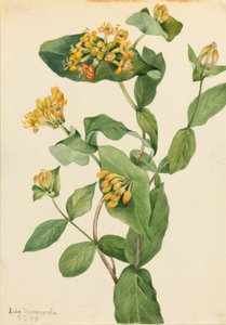 Douglas kaprifol (Lonicera glaucescens) av Mary Vaux Walcott