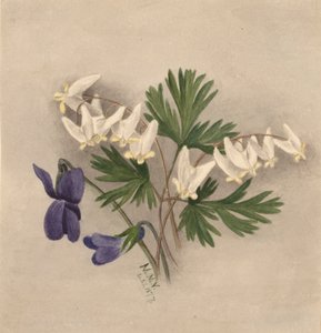 Holländarens ridbyxor Bikullaria, av Mary Vaux Walcott