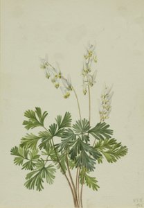 Holländarens byxor Bicullar, av Mary Vaux Walcott