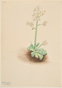 Tidig saxifrage (Saxifraga virginiensis) av Mary Vaux Walcott