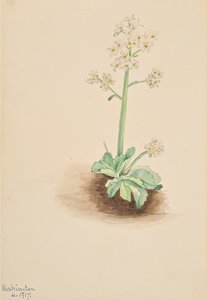 Tidig saxifrage Saxifraga virginiensis, 1917. av Mary Vaux Walcott