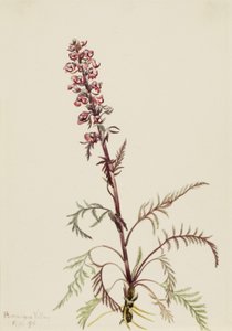 Elefanthuvud (Pedicularis groenlandica)