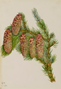 Engelmannsgran Picea engelmanni, 1920. av Mary Vaux Walcott