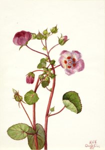 Eremalche rotundifolia av Mary Vaux Walcott