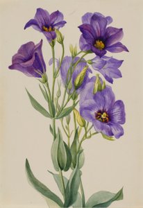 Eustoma russelianum av Mary Vaux Walcott