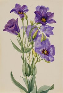 Eustoma russelianum, ca. tidigt 1930-tal. av Mary Vaux Walcott