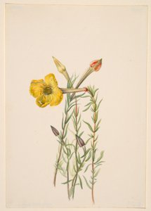 Nattljusblomma (Oenothera lavandalaefolia) av Mary Vaux Walcott