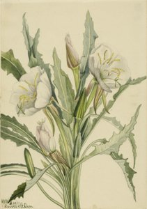 Nattljus (Pachyoplus hirsutus) av Mary Vaux Walcott