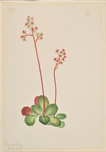 Evergreen Saxifrage (Leptarrhena pyrolifolia) av Mary Vaux Walcott