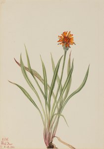 Falsk maskros Agoseris aurantiaca, 1921. av Mary Vaux Walcott