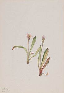 Falsk maskros Agoseris carnea, 1918. av Mary Vaux Walcott