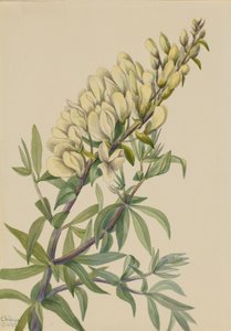 Falsk Indigo Baptista bructeata, 1932. av Mary Vaux Walcott