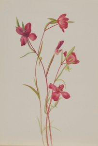 Farväl till våren (Godetia amoena lilja) av Mary Vaux Walcott