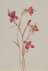 Farväl till våren Godetia amoena lilja, ca. 1930-talet. av Mary Vaux Walcott